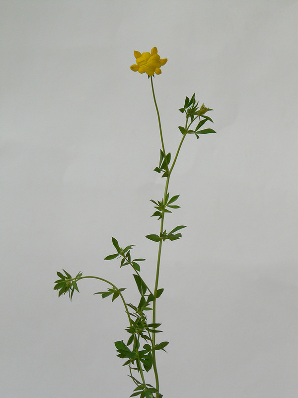 P1130194-1... (1024)