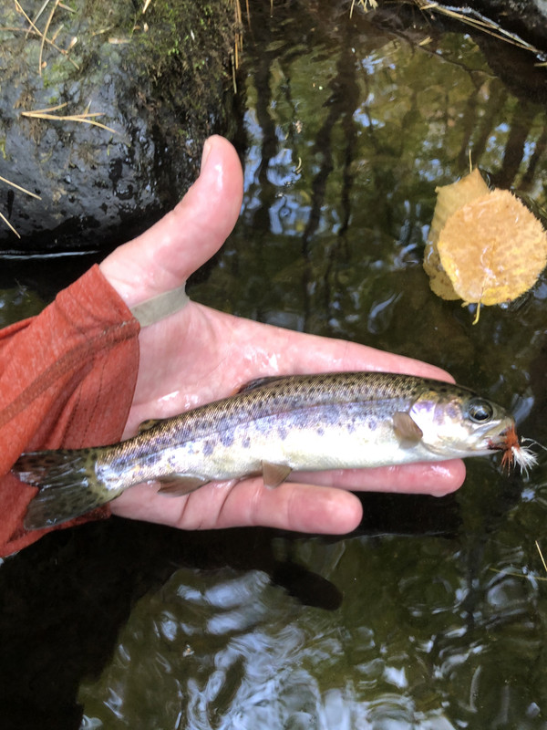 20A61D4A-1D79-4791-B9BE-E2E686F62E97