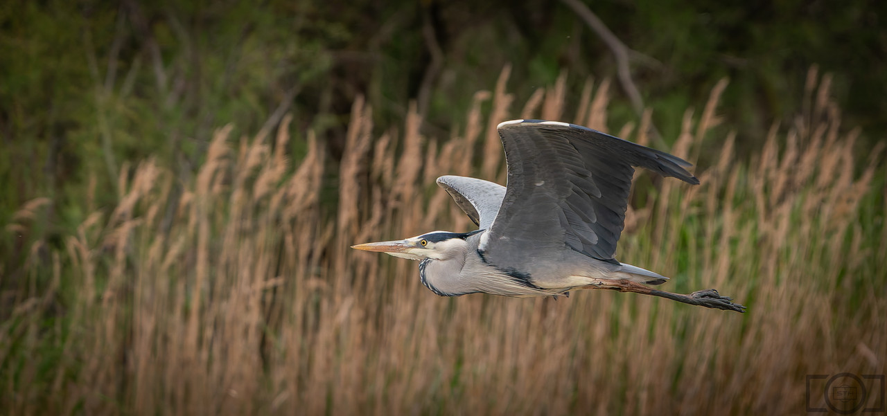 Sth-A7-RIII-33.jpg