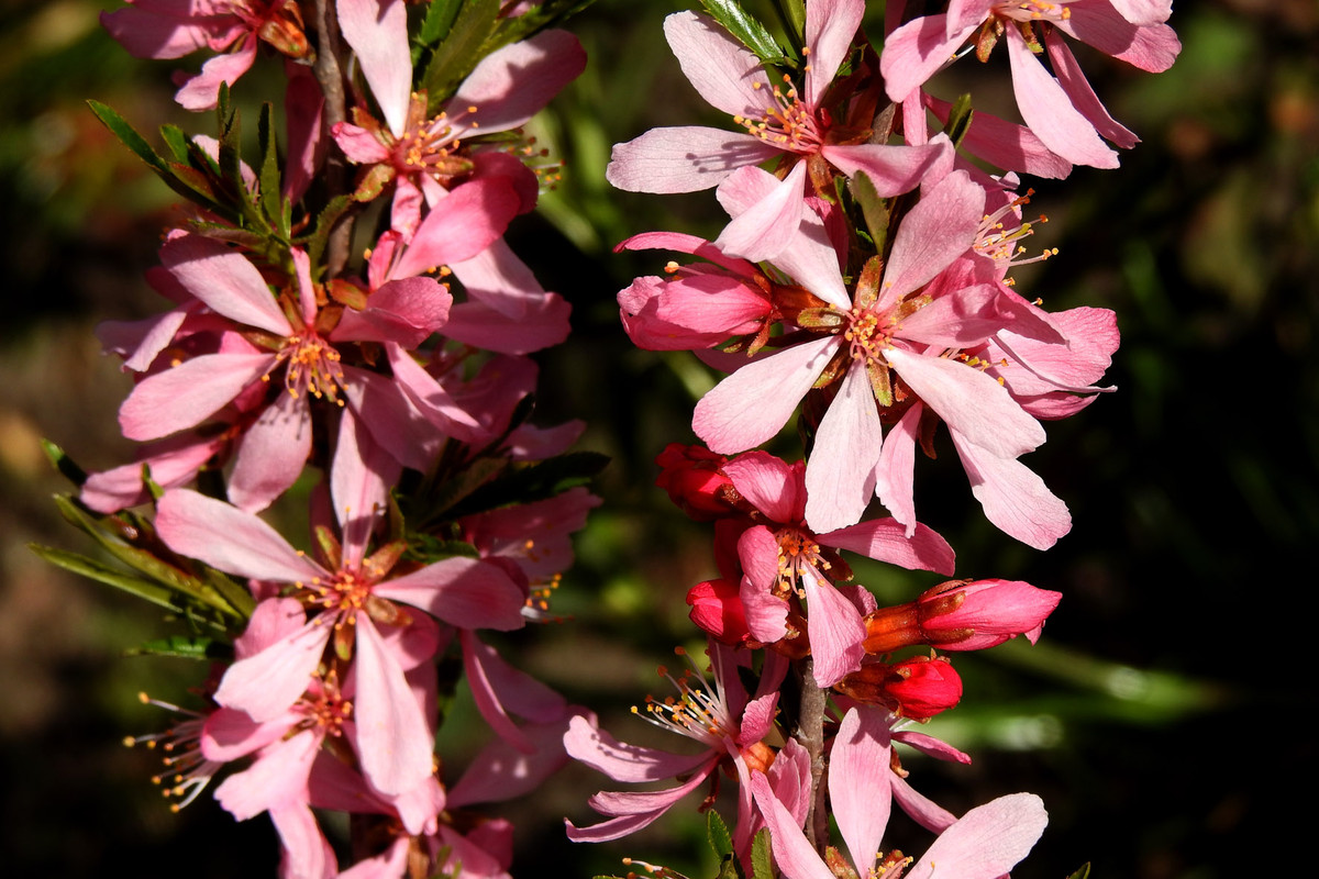 DSCN4479  12.04.20 migdałek