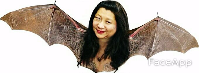 https://i.postimg.cc/8cVRHdZP/bats.jpg