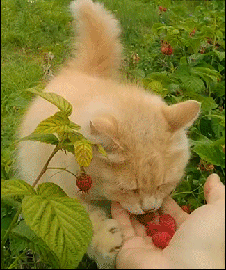 Funny-Cat-GIF-Vegan-cat-likes-fresh-raspberries-Om-Nom-Nom-ok-cats.gif