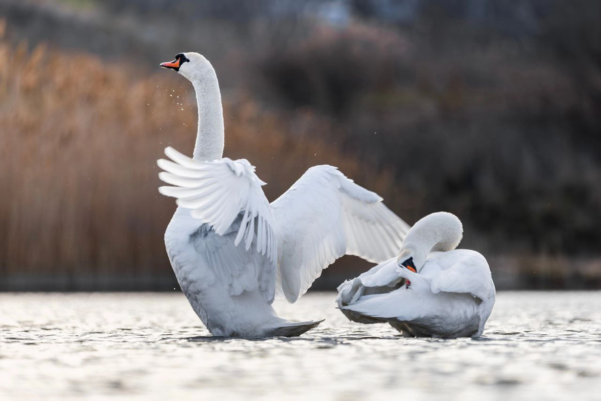 IMG_20240318_161535_985