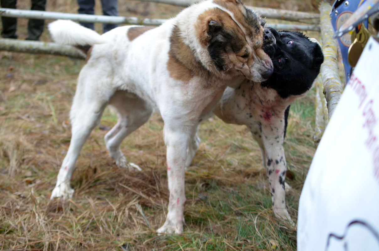 Халк - Сако 2 (8)