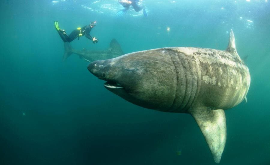 Гигантская акула Cetorhinus maximus