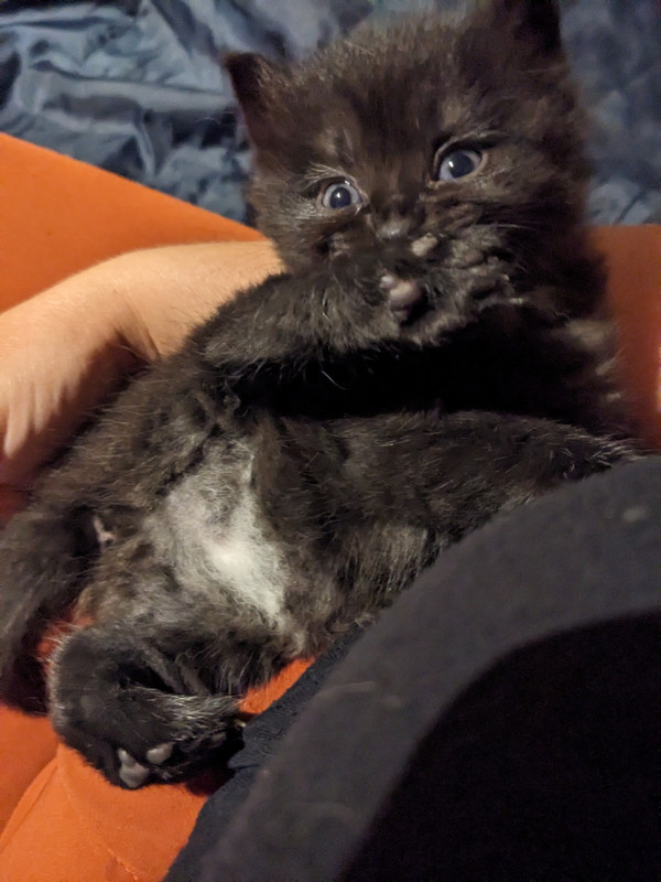 PXL_20230816_194826659.MP