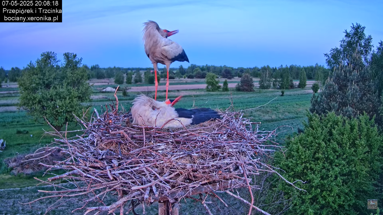 07052025bociany23