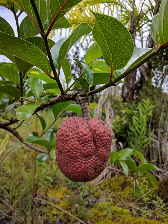 Ndea fruit Sarcocephalus latifolius