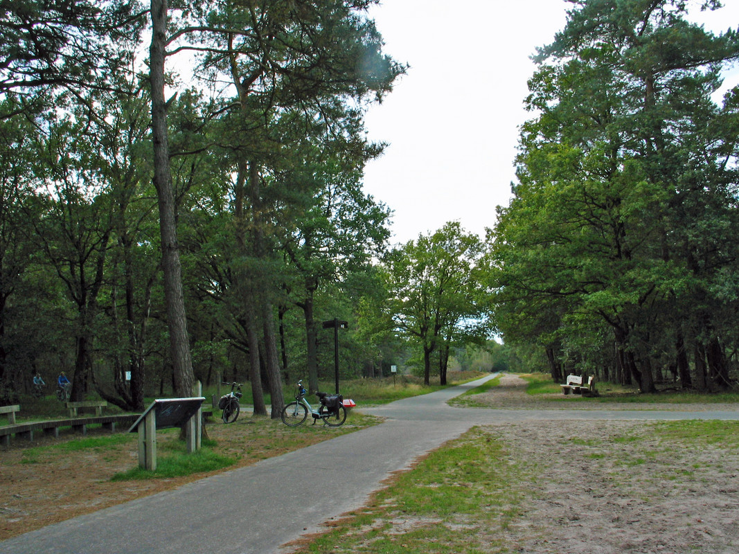 houtkap amerikaanse eik loon op zand  (12)