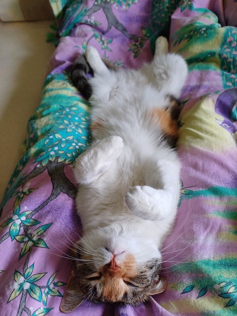 Slika