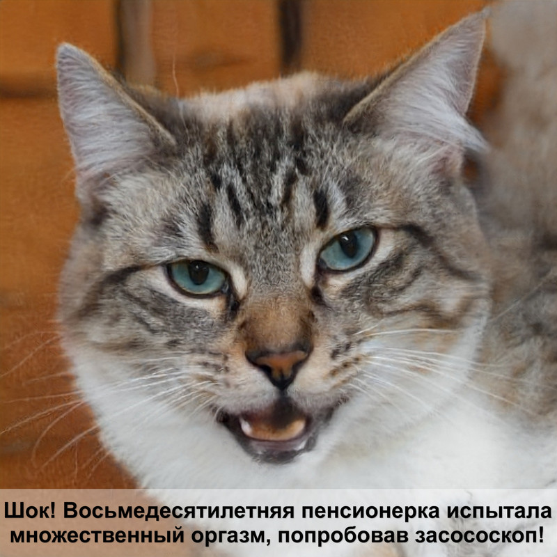 кошка рысь порода