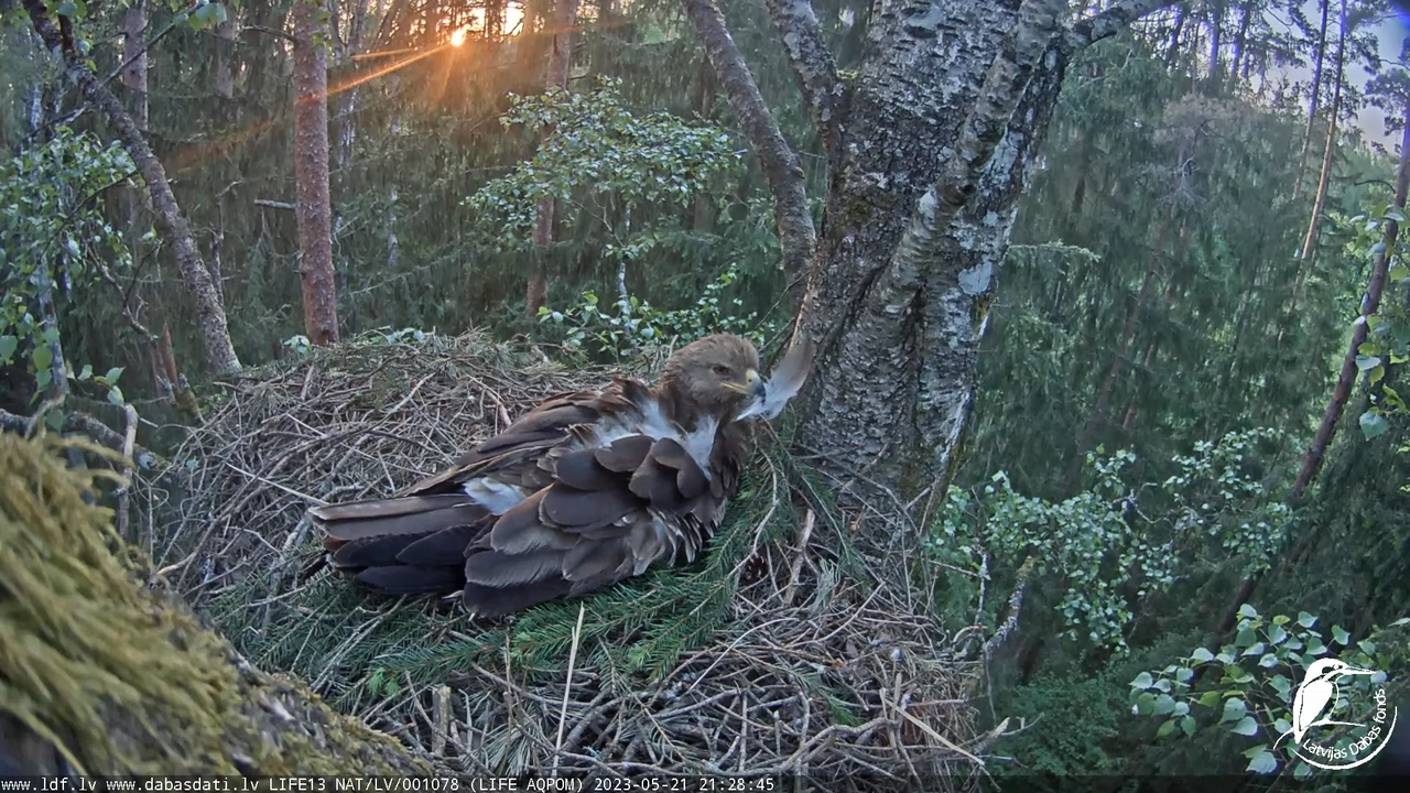 LDF Mazais ērglis (Clanga pomarina), ligzda bērzā 12-44-46 screenshot