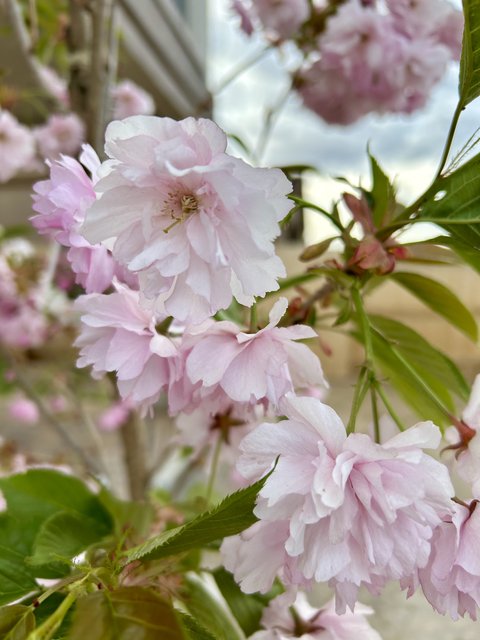 [Image: IMG-4865.jpg]