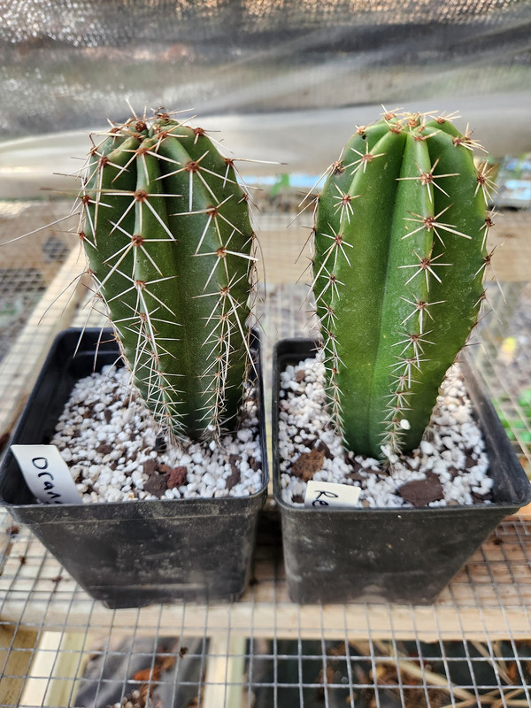 stenocereus