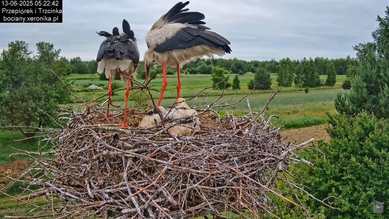13062025bociany8