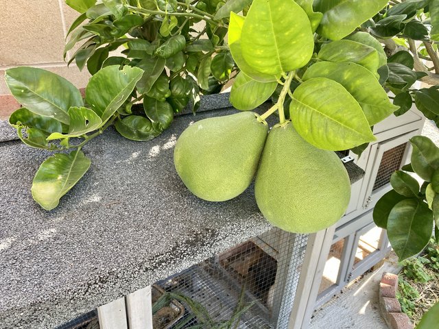 [Image: FFB921-E5-D594-418-A-A884-F6-C3-E15-DFD80.jpg]