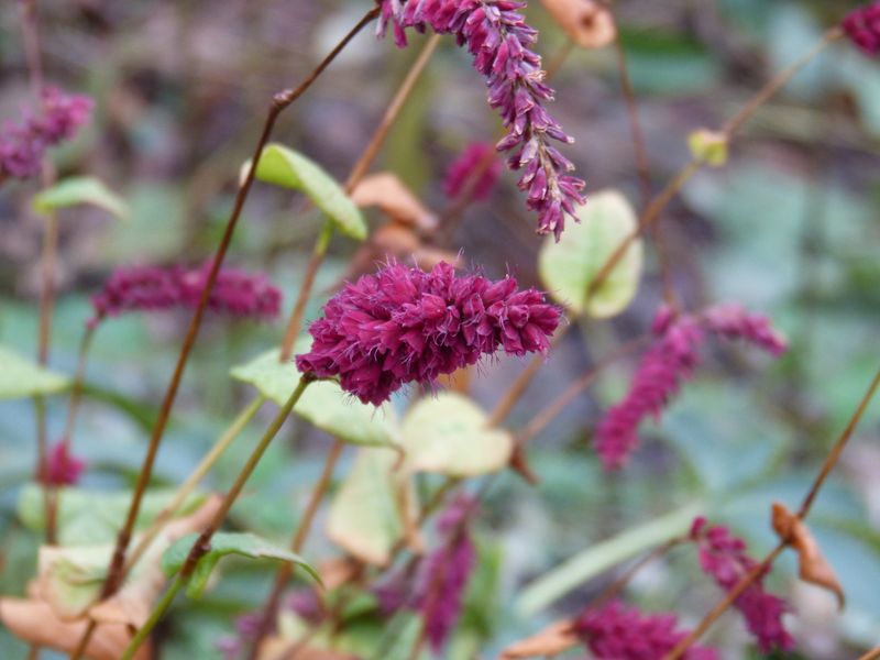 2014-11-30 Novemberblüten 3