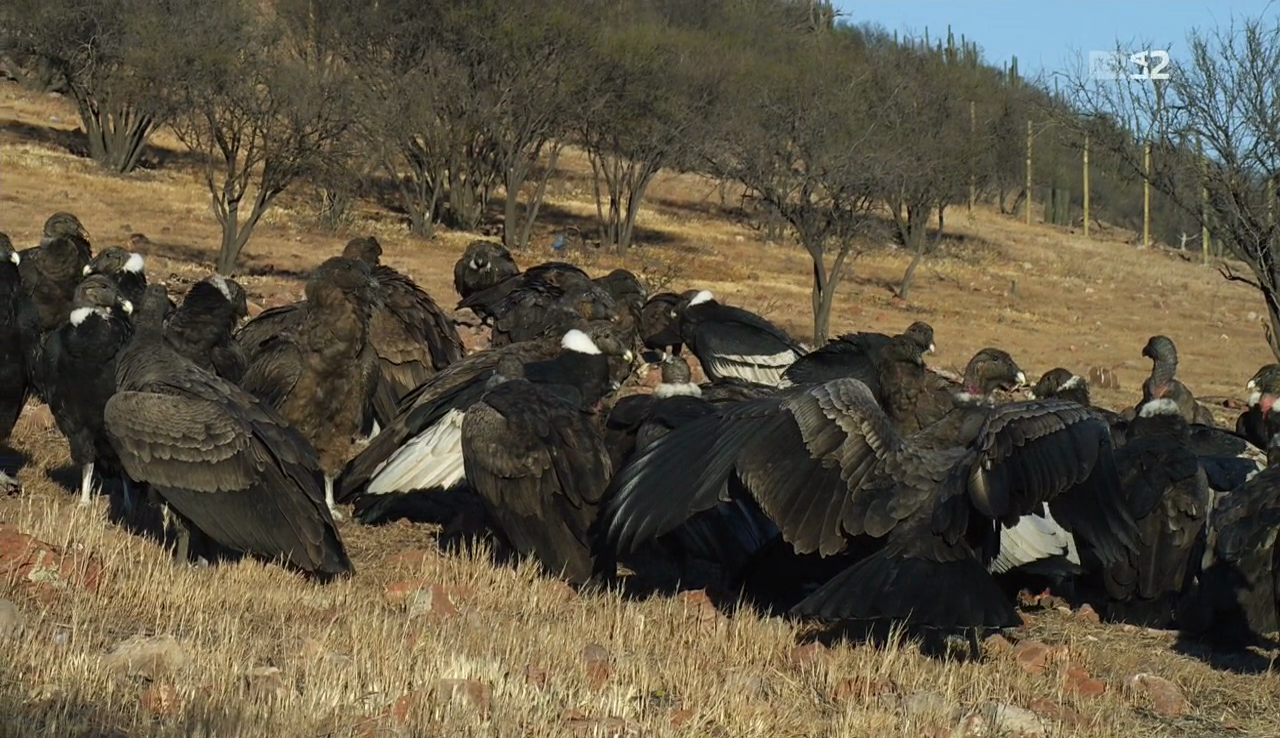 vlcsnap-2017-04-05-17h49m31s164