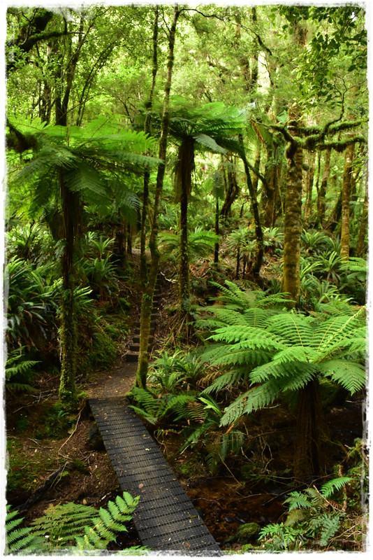 Fiordland NP: Humpridge Track (febrero 2021) - Escapadas y rutas por la Nueva Zelanda menos conocida (65)