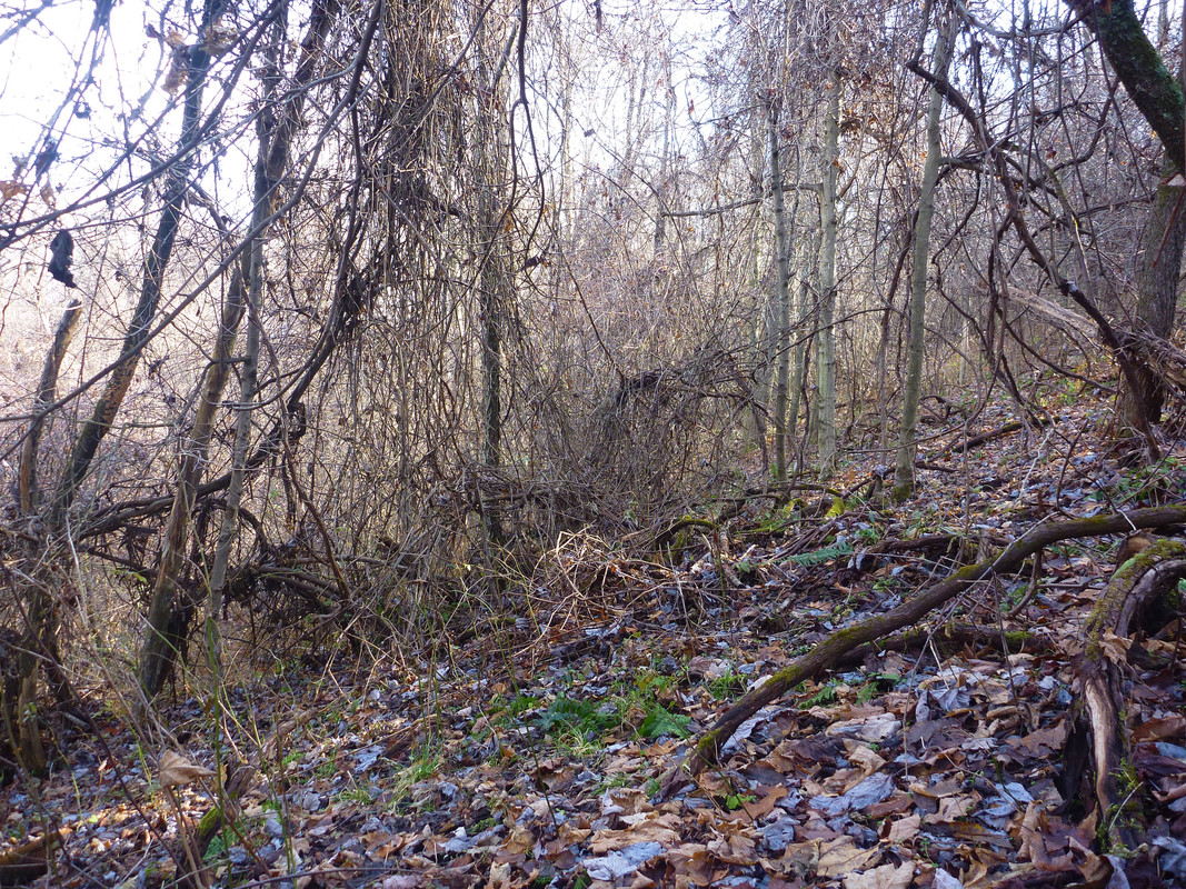 2013-11-16 2 Ruffed Grouse