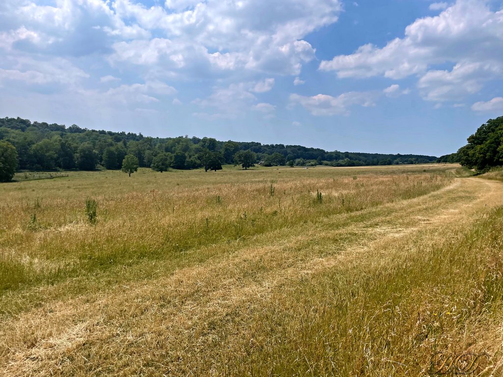 P-Field-Woods-HD.jpg