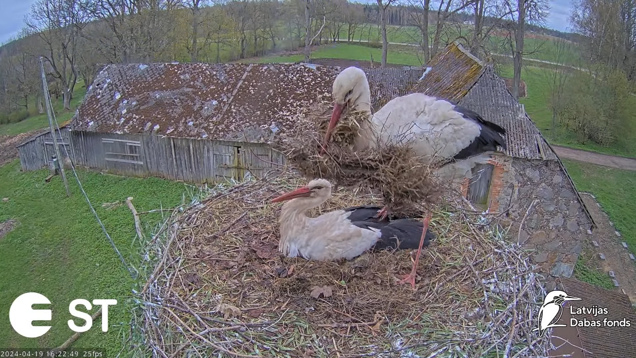 Baltie stārķi (Ciconia ciconia) Tukuma novadā - LDF tiešraide __ White storks in Tukums, Latvia 12-3
