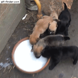 https://i.postimg.cc/8cdn5xrS/3.gif