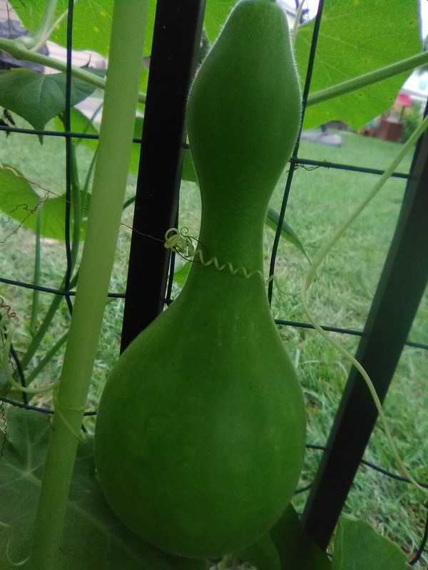 Vác cuốc ra vườn IMG-20190611-094719