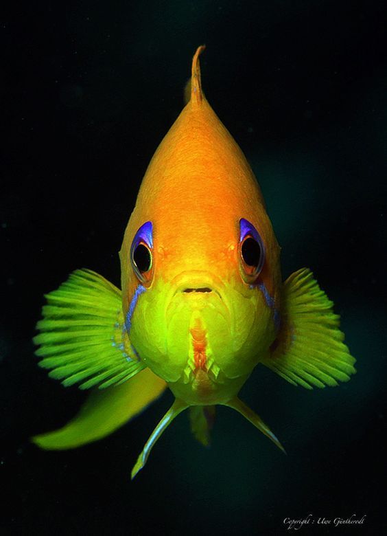 greenyellowblowfish.jpg