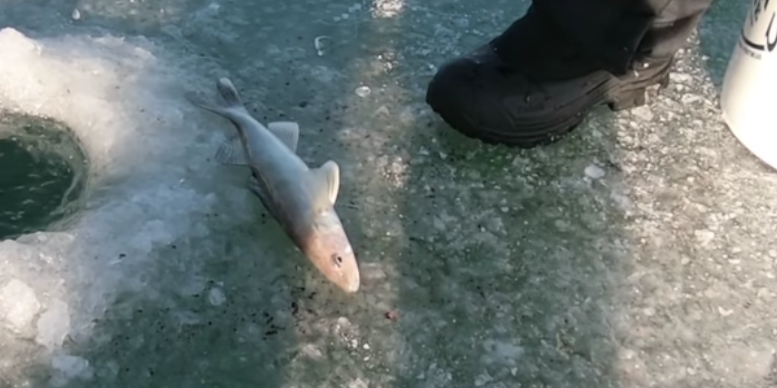 Sauger