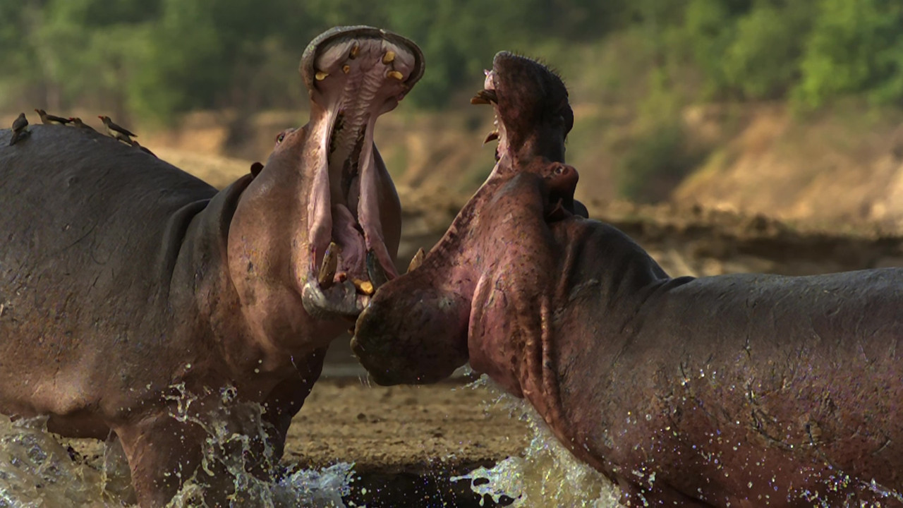 Africa (2001) - S01E01 - Savanna Homecoming (1080p BluRay x265 S