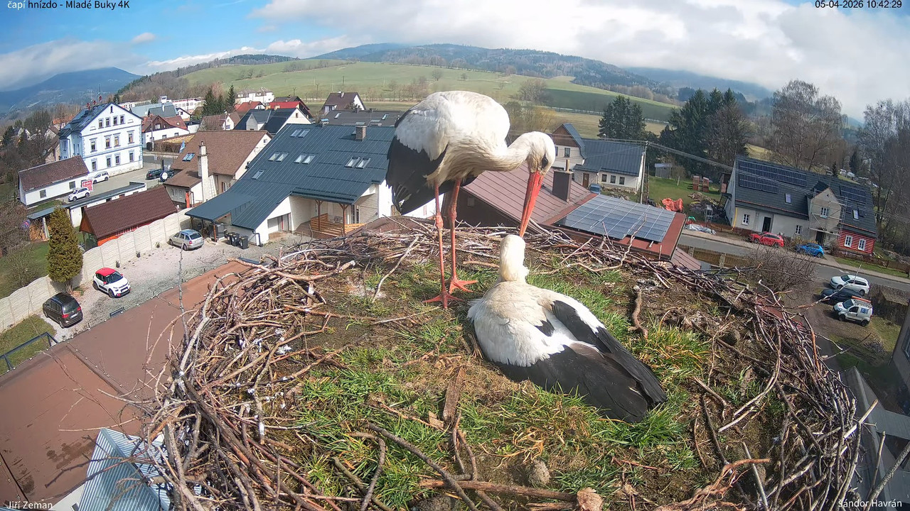 Tiešraides kamera Mladé Buky stārķa ligzda 4K 13 24 39 screenshot (1)