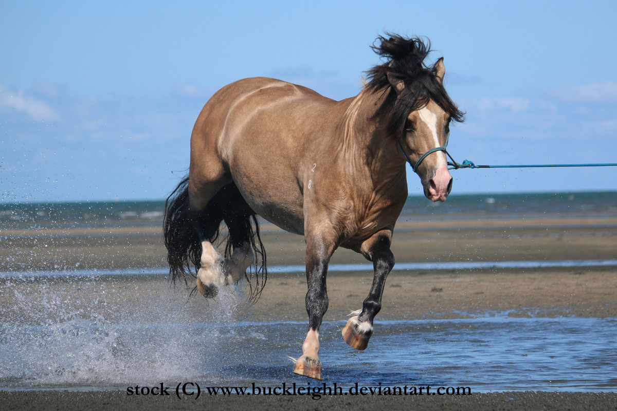 buckskin-welsh-pony-buck-leap-fly-stock-by-buckleighh-dbkavv9.jpg