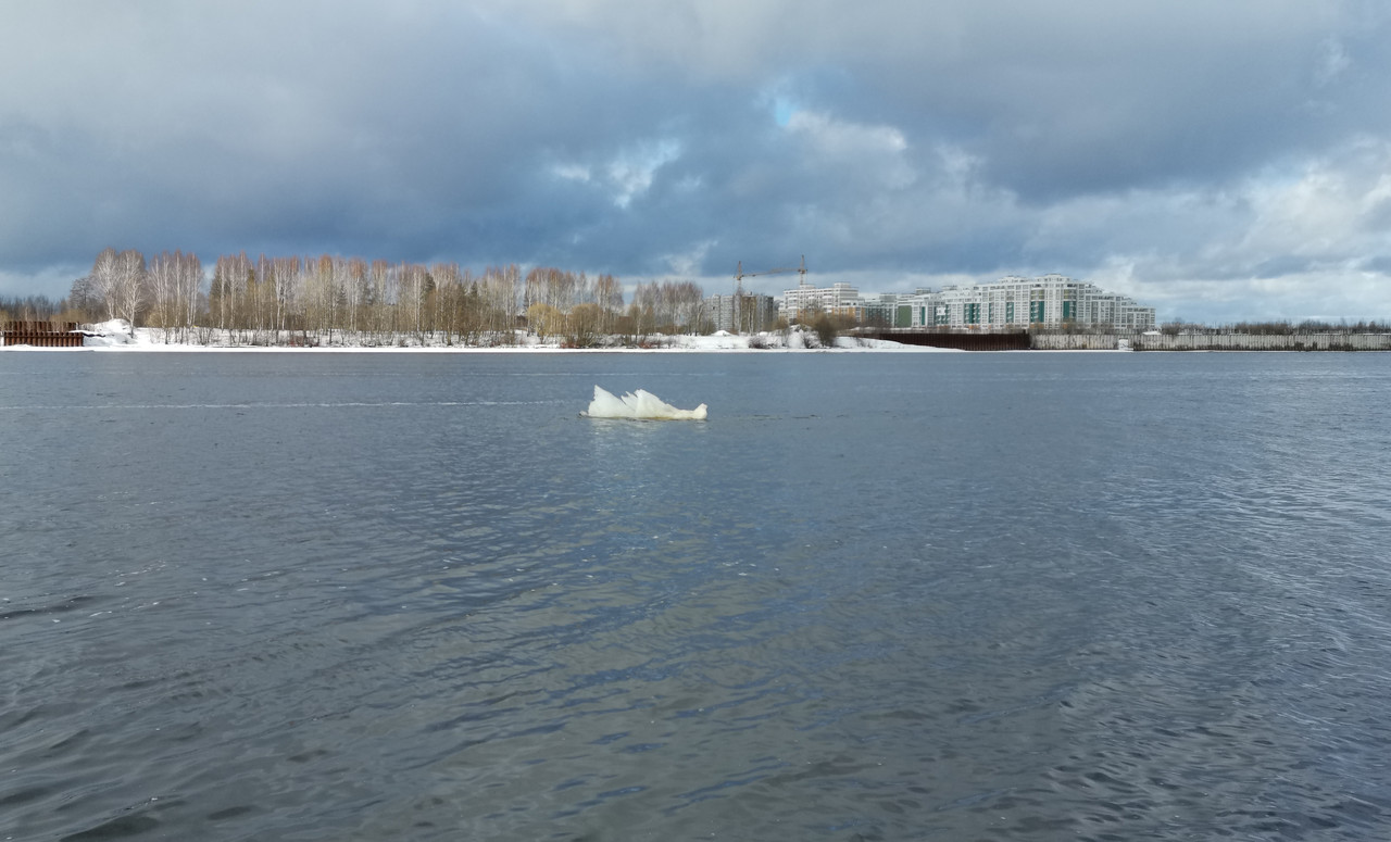 IMG_20230303_белый медведь плывет на спине-_