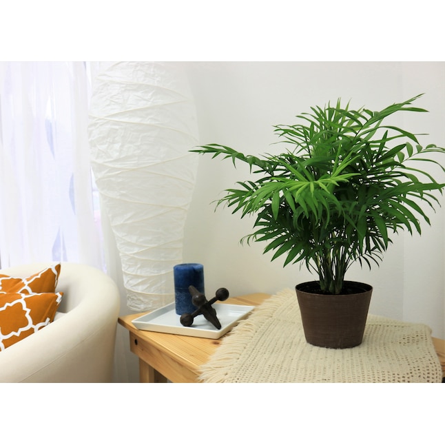 Elevate Your Home with Costa Farms Parlor Palm: One-Day Sale at Lowe’s Elevate Your Home with Costa Farms Parlor Palm: One-Day Sale at Lowe’s