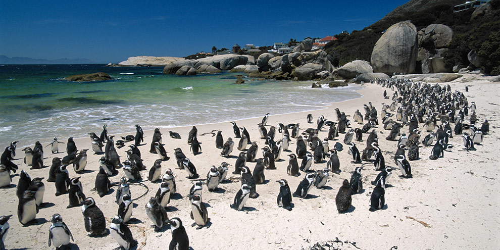 pinguini-boulders-beach.jpg