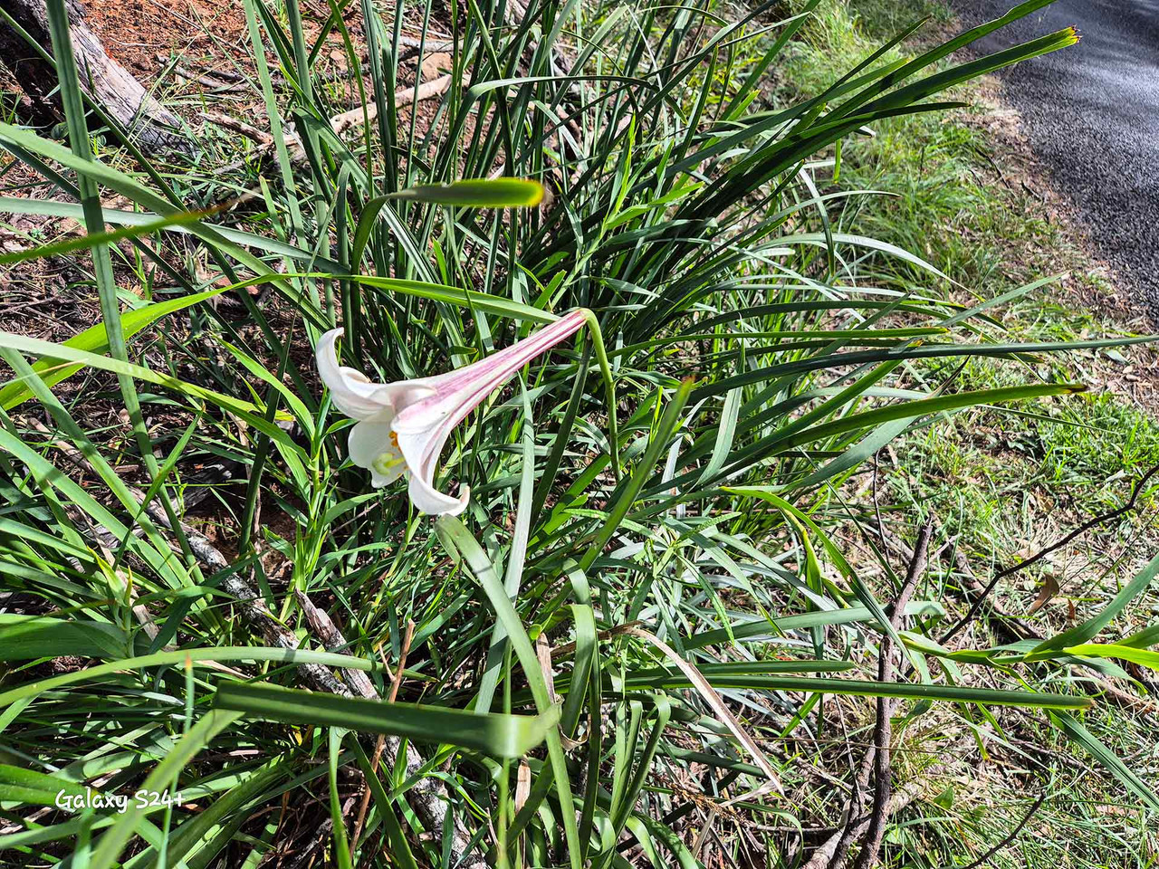 Taiwan lily