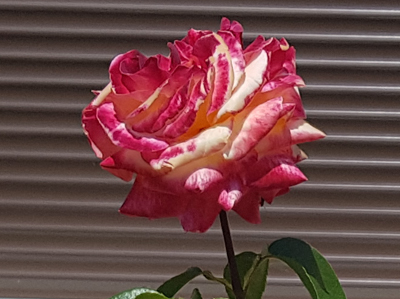 [Image: 420200601-142711.jpg]