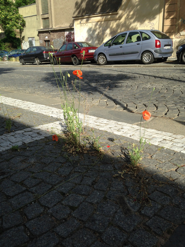 импортайфон 213