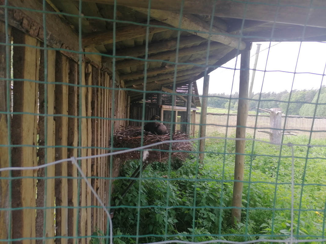 10.23 - IMG_20210604_152015 (Czesio1)