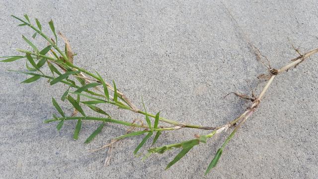 z20180816_153620_resized (5)