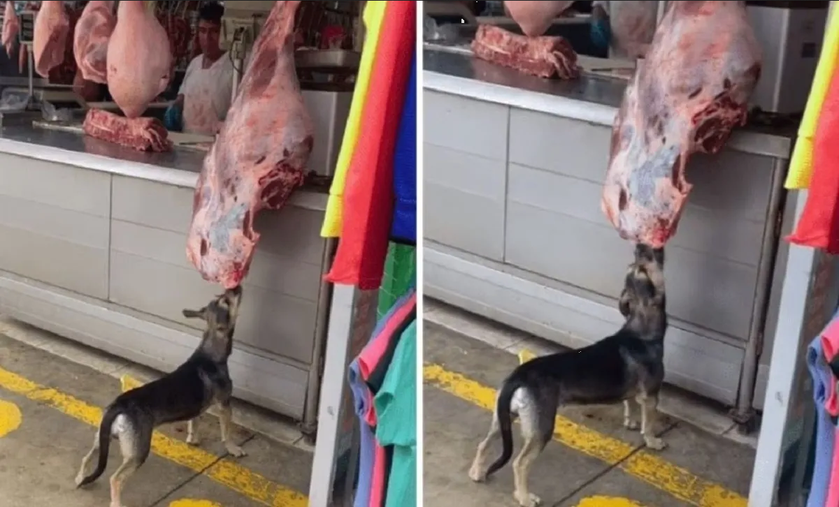 Perrito atraca una carnicería y se vuelve viral en TikTok