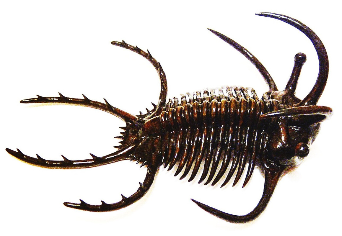 Ceratarges Armatus. Devónico Medio. Bonito y vistoso Trilobites muy bien conservado. Replica-hecha-en-PVC