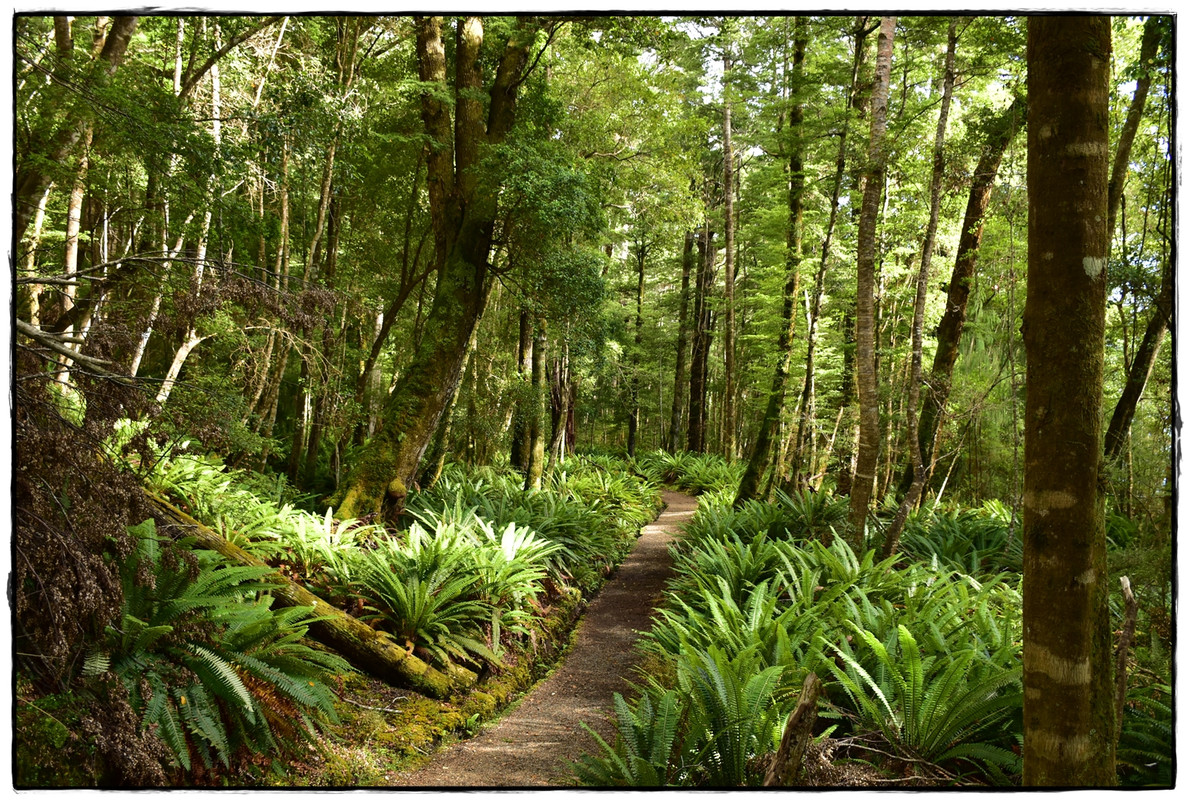 Fiordland NP: Kepler Track (febrero 2022) - Escapadas y rutas por la Nueva Zelanda menos conocida (5)