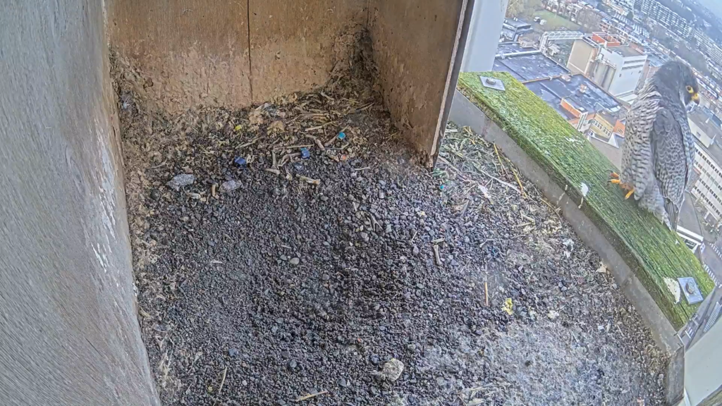 Schermafbeelding 2025-01-31 093458