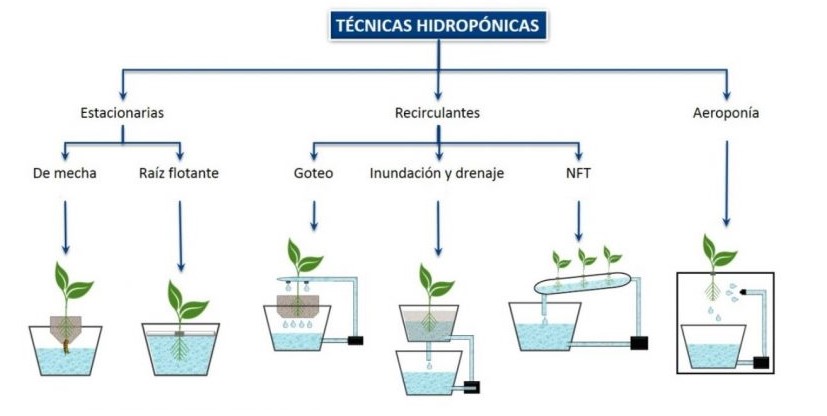 Hidroponía para el cultivo de Cannabis | HANNA Instruments Bolivia