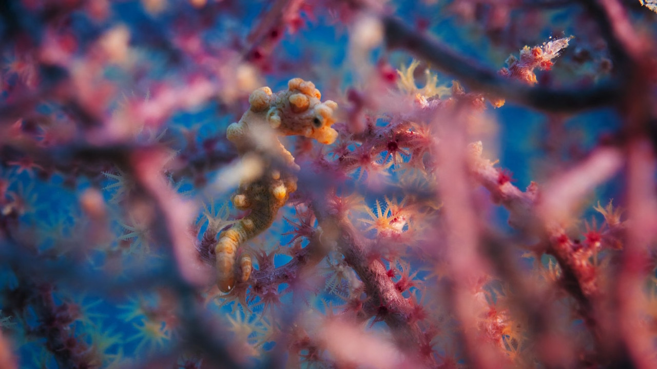 Blue Planet II S01E07 Our Blue Planet (1080p x265 10bit Tigole).