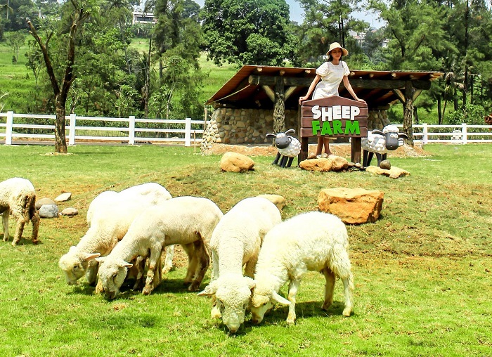 Sheep Farm