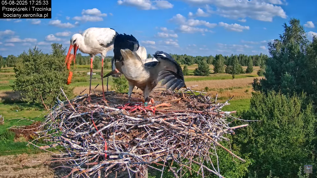 05082025bociany27