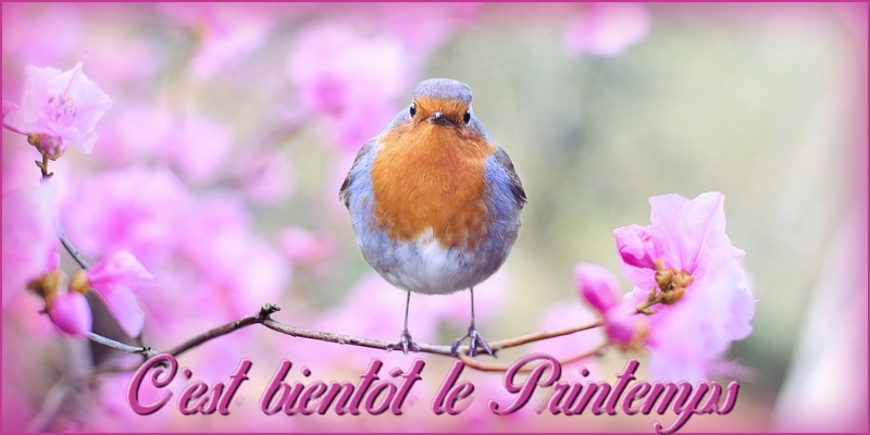Forum: [Résultats] C est bientôt le Printemps (page 1)